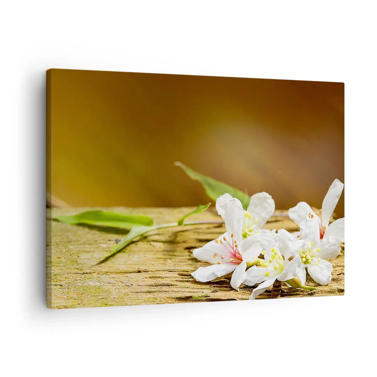 Obraz na płótnie - Białe kwiaty na drewnianym tle w naturalnym świetle - 70x50cm - Niewinna obietnica - Nowoczesna dekoracja ścienna do salonu i sypialni ARTTOR