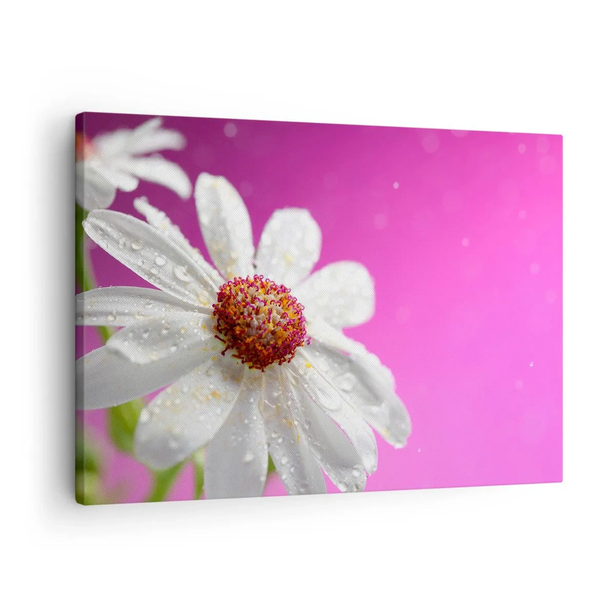 Obraz na płótnie - Biała stokrotka pokryta kroplami wody na różowym tle - 70x50cm - Skromny w swojej urodzie - Nowoczesna dekoracja ścienna do salonu i sypialni ARTTOR