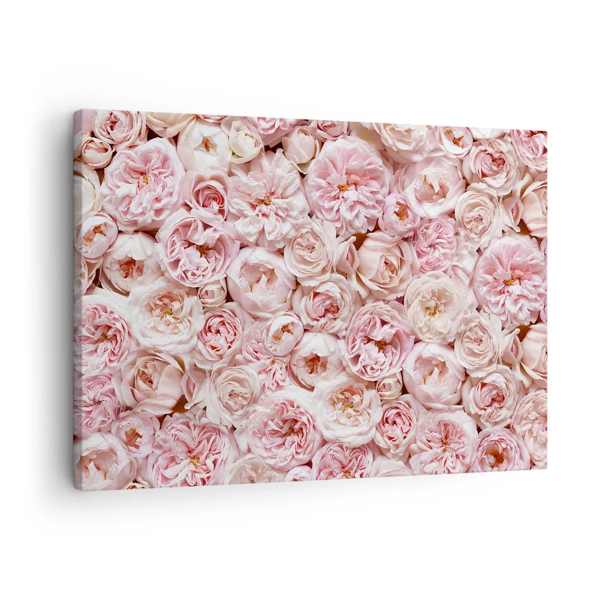Obraz na płótnie - Delikatne róże w odcieniach różu na całej powierzchni - 70x50cm - Usłane różami - Nowoczesna dekoracja ścienna do salonu i sypialni ARTTOR
