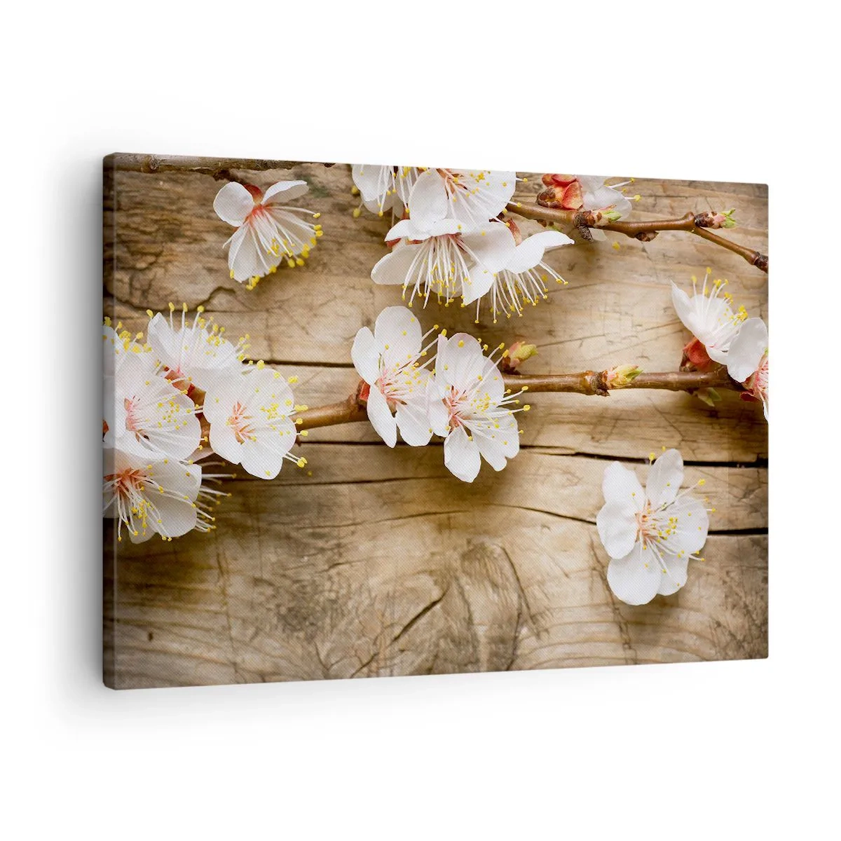 Obraz na płótnie - Gałązki kwitnącej wiśni na tle drewnianej deski - 70x50cm - I stała się wiosna - Nowoczesna dekoracja ścienna do salonu i sypialni ARTTOR
