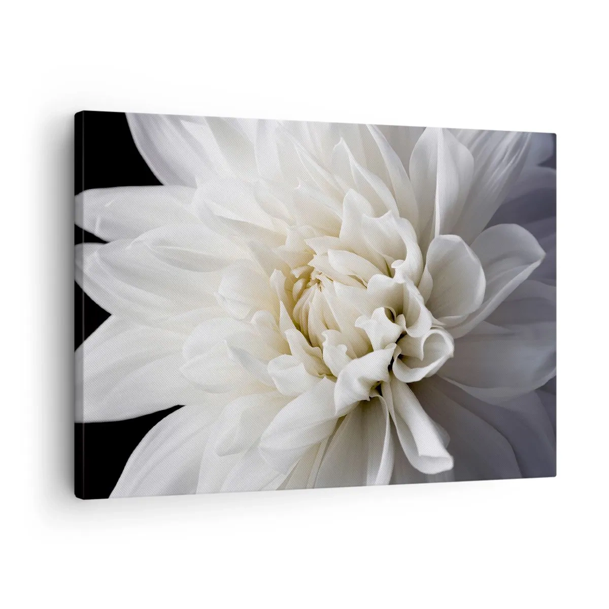 Obraz na płótnie - Delikatny biały kwiat na czarnym tle w eleganckiej kompozycji - 70x50cm - Poranek Panny Młodej - Nowoczesna dekoracja ścienna do salonu i sypialni ARTTOR