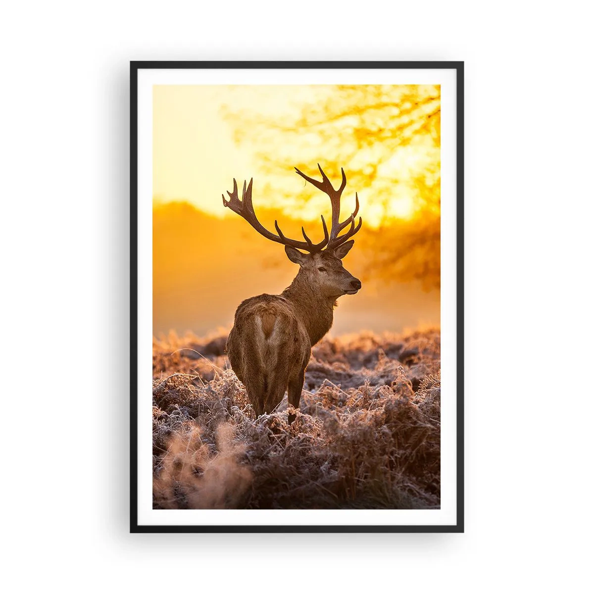 Plakat w czarnej ramie - Król jesiennego lasu - 70x100 cm