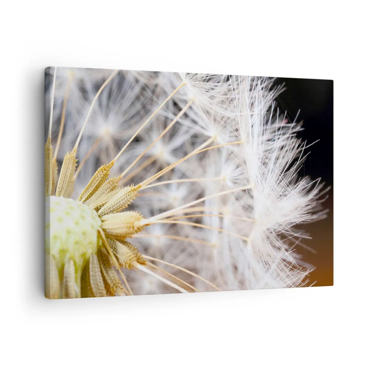 Obraz na płótnie - Makrofotografia dmuchawca z delikatnymi nasionami - 70x50cm - Tuż przed odlotem - Nowoczesna dekoracja ścienna do salonu i sypialni ARTTOR