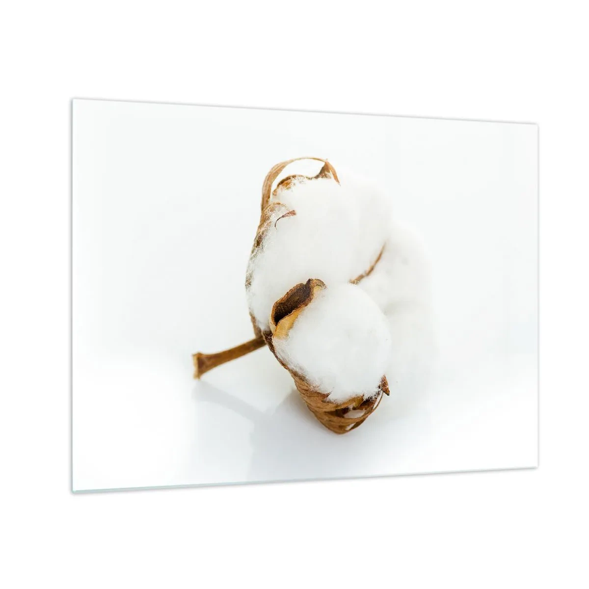 Obraz na szkle - Pojedynczy puchaty kwiat bawełny na białym tle - 70x50cm - Miękka z natury - Nowoczesna dekoracja ścienna do salonu i sypialni ARTTOR