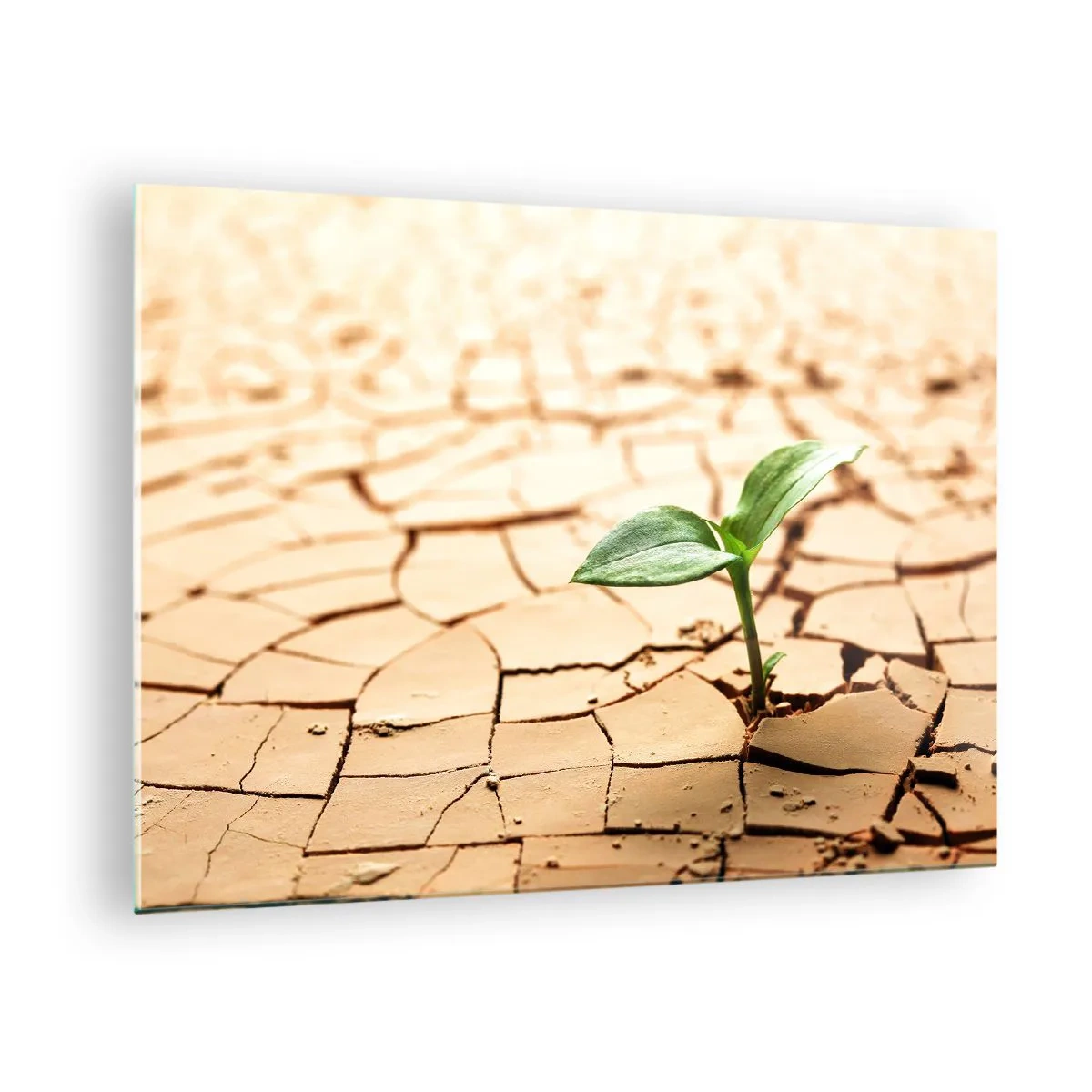 Obraz na szkle - Młoda roślina wyrastająca z suchej, spękanej ziemi - 70x50cm - Nieposkromiona siła życia - Nowoczesna dekoracja ścienna do salonu i sypialni ARTTOR