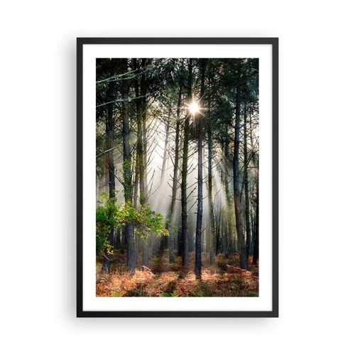 Plakat w czarnej ramie - Leśne uroczysko - Magiczne promienie słońca w leśnej scenerii - 50x70cm