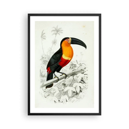 Plakat w czarnej ramie - Ptasie barwy - 50x70 cm