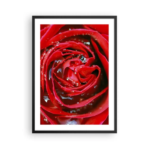 Plakat w czarnej ramie - W kroplach rosy - 50x70 cm